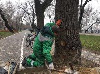 В одесском парке спасают 80-летний дуб подожженный вандалами фото 2