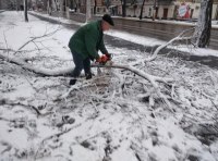 В Одессе шквальный ветер повалил полсотни деревьев  фото 5