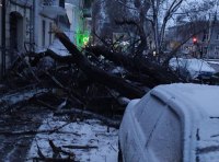В Одессе шквальный ветер повалил полсотни деревьев  фото 2