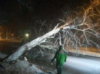 В Одессе шквальный ветер повалил полсотни деревьев  фото 16