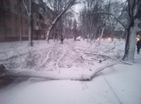 В Одессе шквальный ветер повалил полсотни деревьев  фото 1