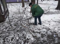 В Одессе шквальный ветер повалил полсотни деревьев  фото 4
