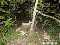 Житель Подольска был задержан за вырубку леса