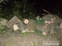 Житель Подольска был задержан за вырубку леса