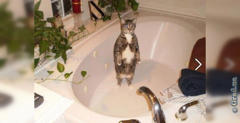 Видео коты в ванне. Котик в ванной. Кот в джакузи. Кошка в ванной. Кот плавает в ванной.