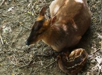 Прелестное пополнение в Одесском зоопарке фото 1