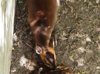 Прелестное пополнение в Одесском зоопарке фото 2