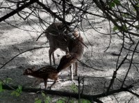 Прелестное пополнение в Одесском зоопарке