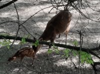 Прелестное пополнение в Одесском зоопарке