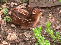 Прелестное пополнение в Одесском зоопарке фото 5