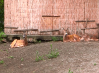 Прелестное пополнение в Одесском зоопарке фото 6