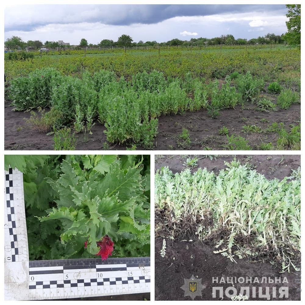 У пенсионерки нашли наркоплантацию снотворного мака