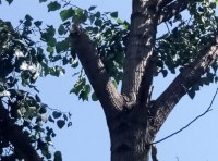 Огромная ветка рухнула на проспекте Небесной сотни фото 1