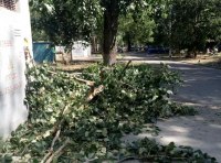 Огромная ветка рухнула на проспекте Небесной сотни фото 2