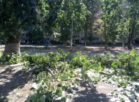 Огромная ветка рухнула на проспекте Небесной сотни фото 4