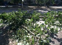 Огромная ветка рухнула на проспекте Небесной сотни фото 5