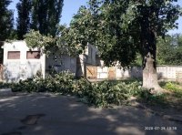 Огромная ветка рухнула на проспекте Небесной сотни фото 3