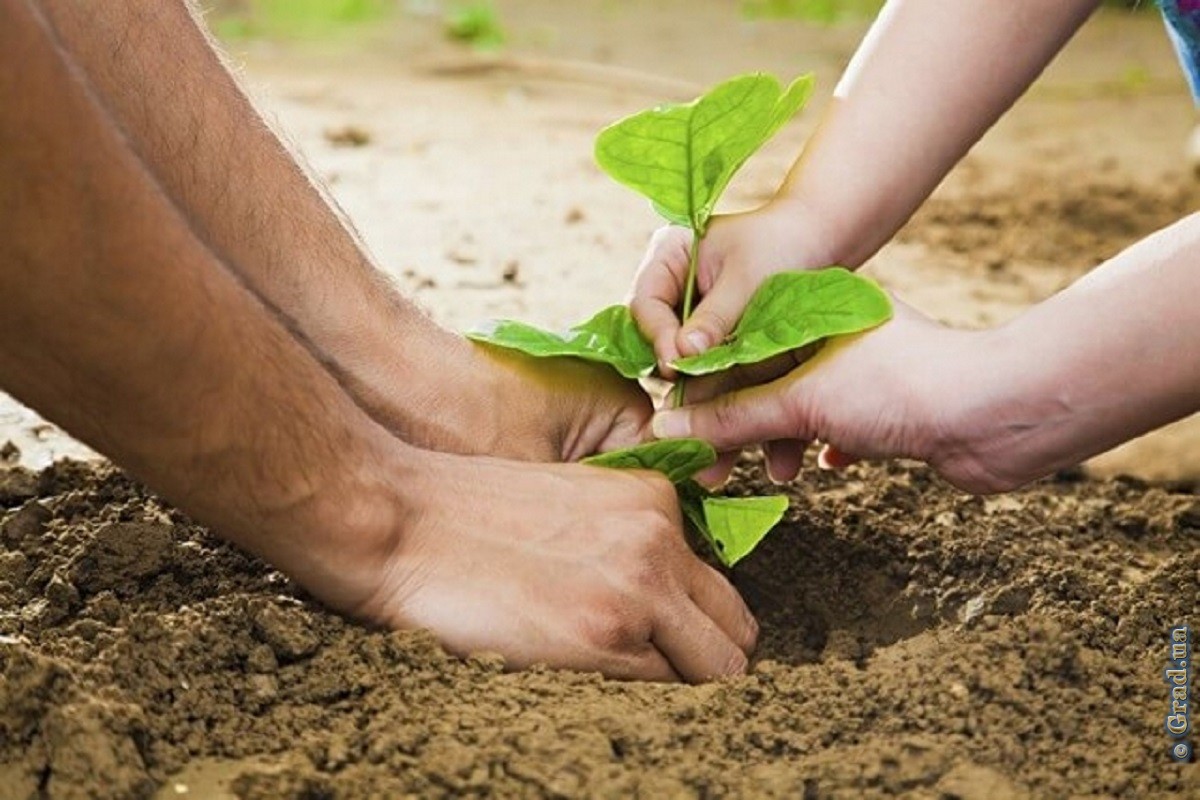 Planting. Посадим дерево вместе. Семья сажает рассаду. Руки садят дерево. Саженец один красиво.