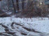 В Одессе продолжают падать деревья фото 2