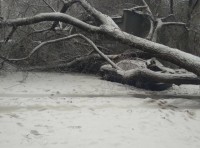 В Одессе продолжают падать деревья фото 1