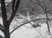 В Одессе продолжают падать деревья фото 4