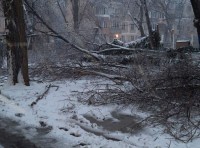 В Одессе продолжают падать деревья фото 3