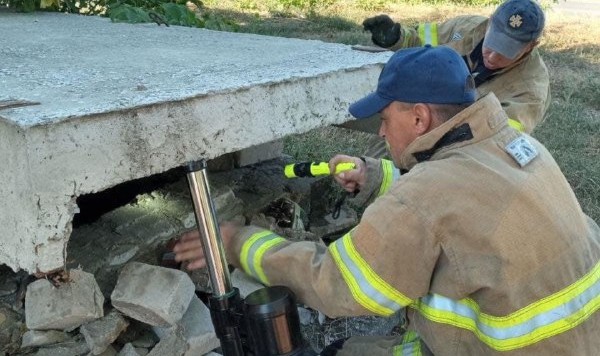 спасли собаку