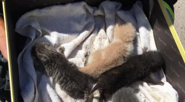 спасенные котята