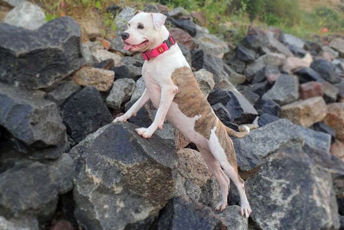 В Одессе потерялась собака породы стафф, кличка Луна
