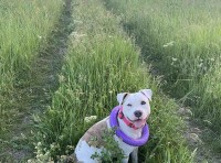 В Одессе потерялась собака породы стафф, кличка Луна