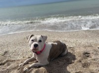 В Одессе потерялась собака породы стафф, кличка Луна