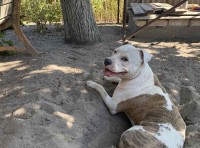 В Одессе потерялась собака породы стафф, кличка Луна