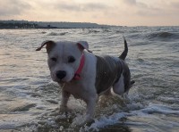 В Одессе потерялась собака породы стафф, кличка Луна