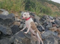 В Одессе потерялась собака породы стафф, кличка Луна