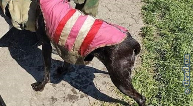 пропала собака