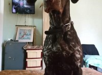 Провала собака