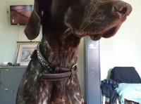 Помогите найти собаку