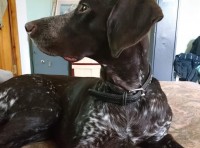 Помогите вернуть собаку домой