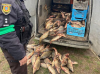 Перевозка рыбы