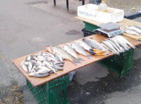 Реализация рыбы