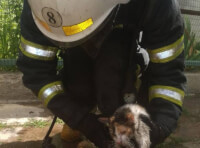 Спасение котов