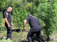 Наркоплантація