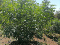 Наркоплантація