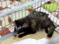 Маленьке цуценя