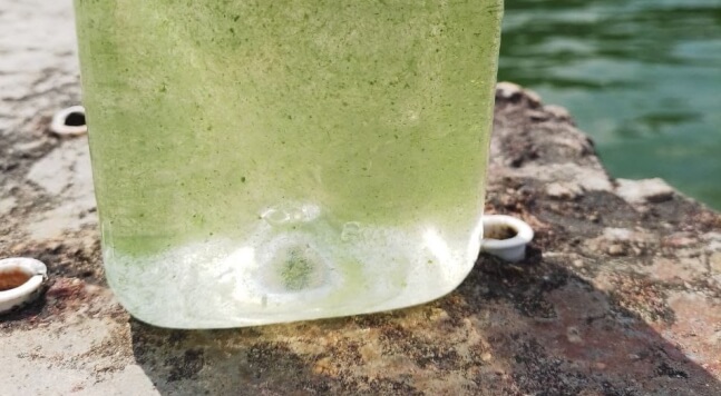 Ціанобактерії у Чорному морі