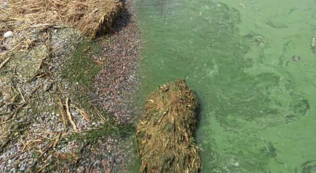 Ціанобактерії у Чорному морі_1