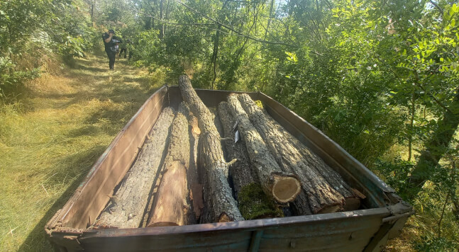 Незаконна вирубка дерев на Одещині_1