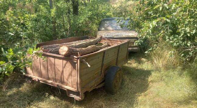 Незаконна вирубка дерев на Одещині