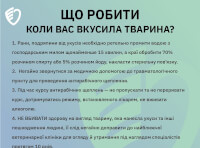 что делать, если вас укусила собака