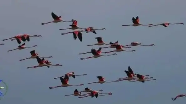 Рожеві птахи прилетіли на Одещину
